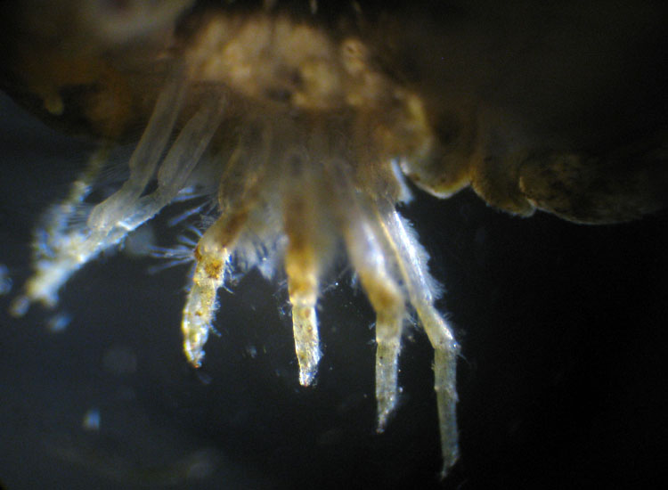 Crostacei dalle Saline di Cervia